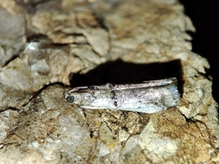 Pseudacrobasis tergestella