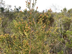 Passerina galpinii