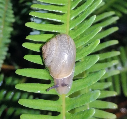 Bradybaena similaris observed 2022-08-05