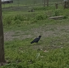Corvus albus