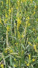 Melilotus altissimus