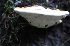 Rigidoporus laetus