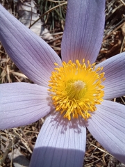 Pulsatilla grandis