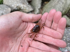 Geothelphusa dehaani