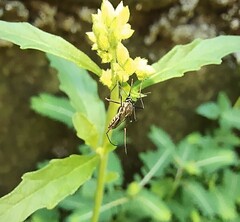 Armigeres