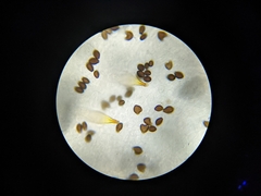 Panaeolus bisporus