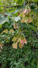 Acer ginnala