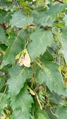 Acer ginnala