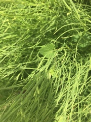Equisetum arvense