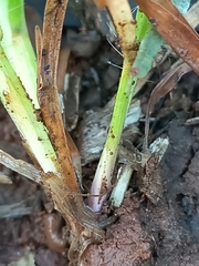 Tetramorium walshi