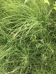 Equisetum arvense