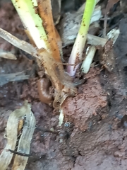 Tetramorium walshi