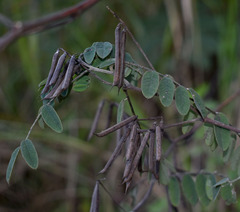 Indigofera pratensis