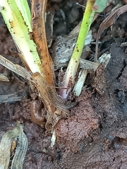 Tetramorium walshi