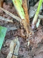 Tetramorium walshi
