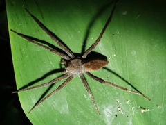 Dolomedes sulfureus