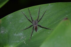 Dolomedes sulfureus