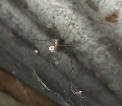 Crossopriza lyoni