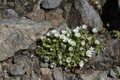 Cerastium uniflorum