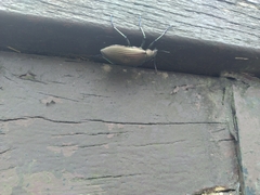 Andocamaria formosana