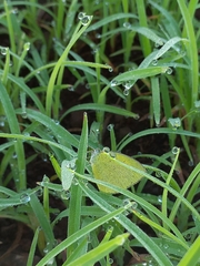 Eurema brigitta