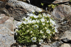 Cerastium uniflorum