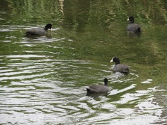 Fulica atra
