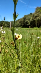 Centranthera cochinchinensis