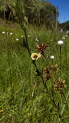Centranthera cochinchinensis