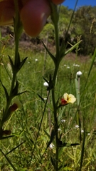 Centranthera cochinchinensis