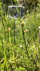 Centranthera cochinchinensis