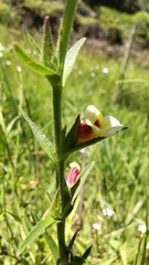 Centranthera cochinchinensis