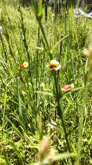 Centranthera cochinchinensis