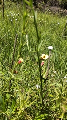 Centranthera cochinchinensis