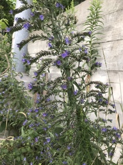 Echium vulgare