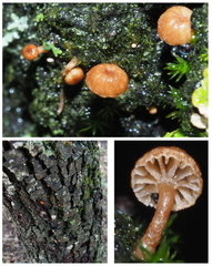 Phaeomarasmius rimulincola