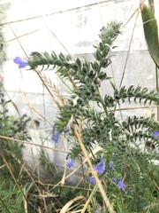 Echium vulgare