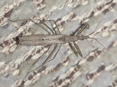 Sastrapada baerensprungi