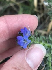 Echium vulgare