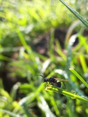 Polyrhachis lacteipennis