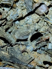 Crinia parinsignifera