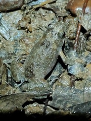 Crinia parinsignifera