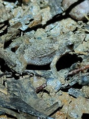 Crinia parinsignifera