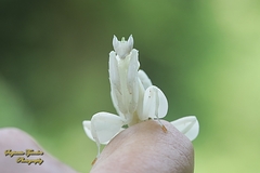Hymenopus coronatus