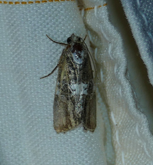 Bryolymnia semifascia