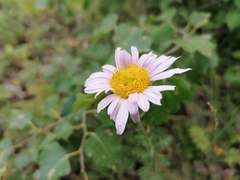 Chrysanthemum zawadskii