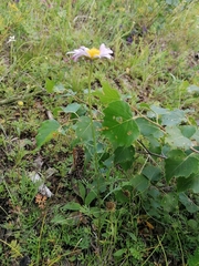 Chrysanthemum zawadskii