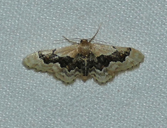 Idaea gemmata