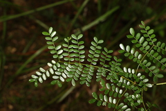 Mezoneuron brachycarpum