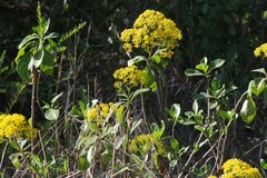 Senecio brachypodus